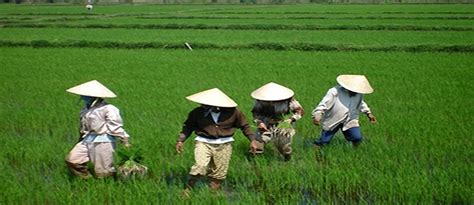 베트남 농업